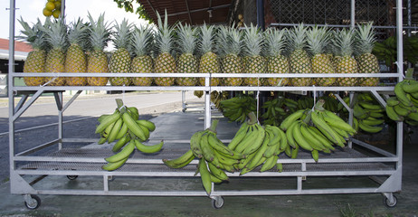 Fruit Stand in Costa Rica   Pineapples   Bananas © George