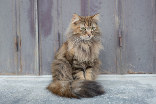 chat assis devant le volet ferm&eacute;