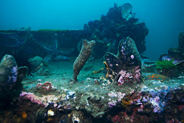 shell mussels on the sea bottom underwater photo