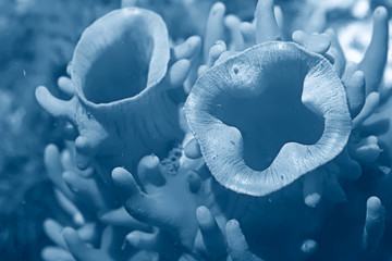 texture of the sea anemone macro tentacles corals