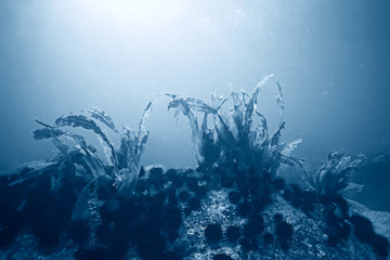 Fototapeta na wymiar laminaria sea kale underwater photo ocean reef salt water