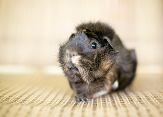 A cute Abyssinian tortoiseshell Guinea Pig