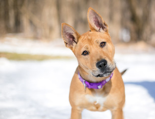 A Basenji/Shepherd mixed breed dog listening with a head tilt, outdoors in the snow
