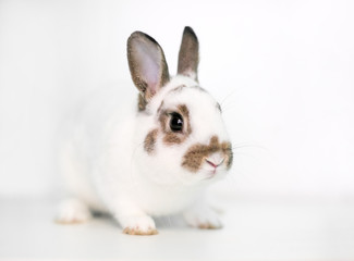 A cute young Dwarf rabbit on a white background