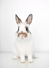 A cute young Dwarf rabbit on a white background