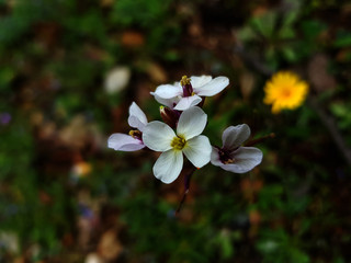 Fiore selvatico