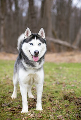 A Siberian Husky dog outdoors