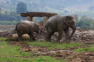 Obraz premium Elephants in Thailand