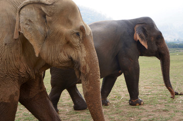 Elephants in Thailand