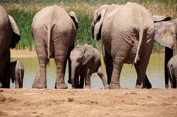 Elephants in South Africa