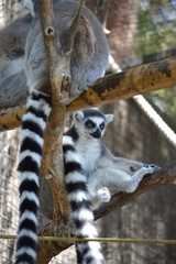animales