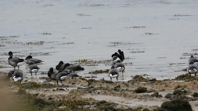 Oies Bernaches cravant sur la côte bretonne en hiver