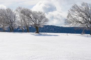 Bäume am Schauinsland bei Freiburg im Schwarzwald