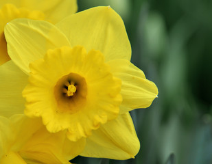 As cores do narciso variam entre o amarelo e o branco. Floresce no princípio da primavera tem normalmente seis pétalas com um funil central amarelo contendo os estames e o estigma.
