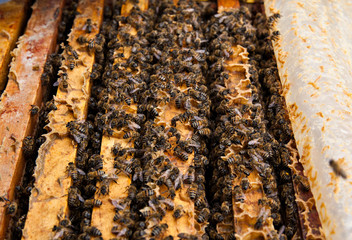 Bees on artificial honeycomb at apiary in the hive