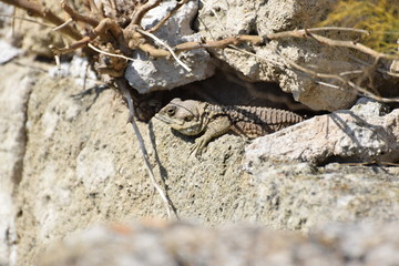 wild lizard North Cyprus