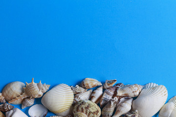 Conchiglie di mare su sfondo azzurro