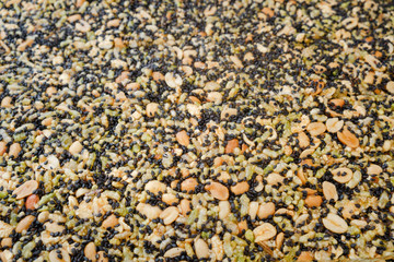 Krayasart / View of Krayasart, Thai dessert, made of rice, nut, sesame-seeds and sugar. Shallow depth of field.