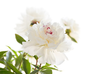 white peonies on the white background