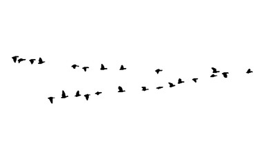 Greater white-fronted goose wedge in flight. Vector silhouette a flock of birds