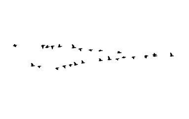 Greater white-fronted goose wedge in flight. Vector silhouette a flock of birds