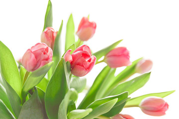 pink tulips on a white background