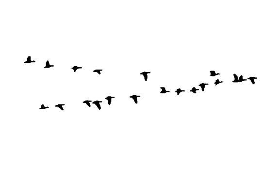 Greater white-fronted goose wedge in flight. Vector silhouette a flock of birds © Vitaly Ilyasov