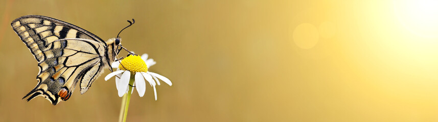 Fototapeta premium Piękny motyl siedzi na kwiat - baner internetowy wiosny, koncepcja lato