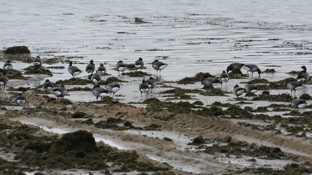 Des oies Bernaches cravant en hiver en Bretagne
