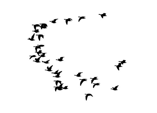 Greater white-fronted goose wedge in flight. Vector silhouette a flock of birds