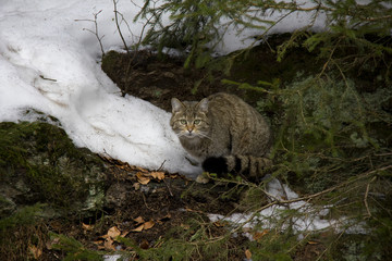 Wildcat in winter forest. Photo was taken in Bavarian Forest National Park.