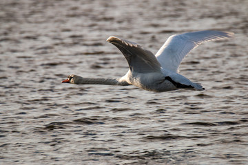 Höckerschwan über Wasseroberfläche im Flug zum Sonnenuntergang