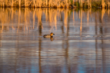 Ente auf Fischteich mit Spiegelbild