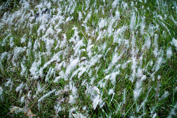 Natural grass field, white background.