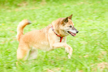 走る犬