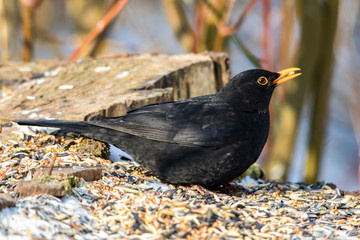 Amsel bei der Winterfütterung