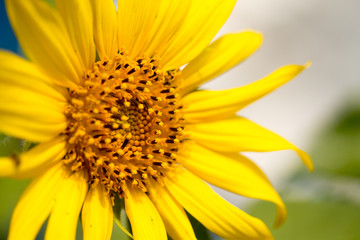 Helianthus annuus background nature