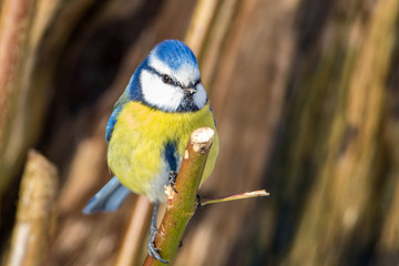 Fototapeta premium Blaumeise auf Ast, Wildlife