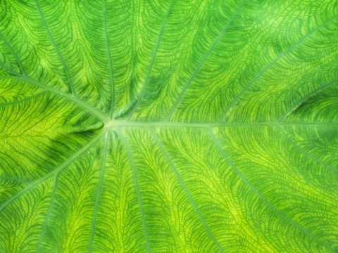 Closeup shot of Giant Alocasia / Elephant Ear / Giant Taro plant (scientific name: Alocasia macrorrhizos (L.) G.Don) leaf for background, backdrop, or wallpaper.  Selective focus.