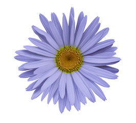 Violet flower chamomile on a white isolated background with clipping path.  Closeup no shadows. Garden  flower. Nature.