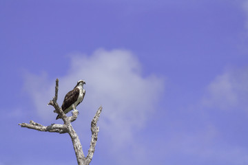 Osprey perched on tree. ready to hunt breakfast looks attentively down at the river with blue sky as background. also known as sea hawk or river hawk or fish hawk. beautiful bird of prey .