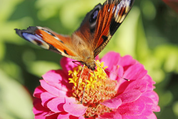 Macro of butterfly peacock eye collecting nectar on zinnia. Butterfly on flower