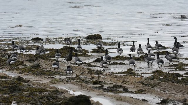 Des oies Bernaches cravant en hiver en Bretagne