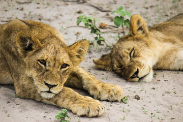 Naklejka na ściany i meble Lion cubs resting