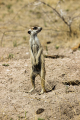 Meerkat in the wild