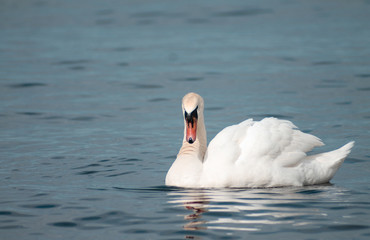 Obraz premium Schwimmender Schwan in der Ostsee vor der Küste Bornholms (Dänemark)