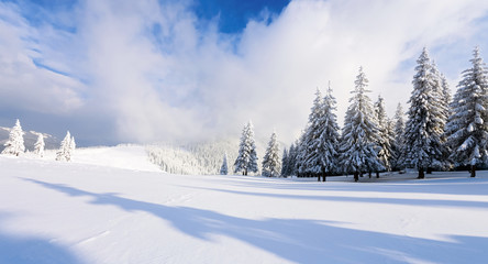 On the lawn covered with snow the nice trees are standing poured with snowflakes in frosty winter day. Winter landscape for leaflets.  
