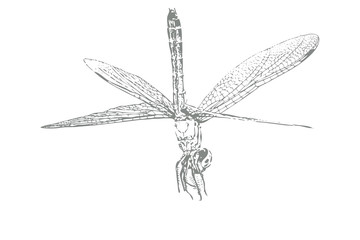 Dragonfly Sketch on White Background