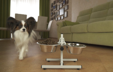 Dog Papillon runs to the bowls with food in living room