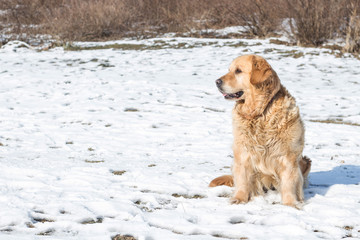 old golden retriever dog with snow